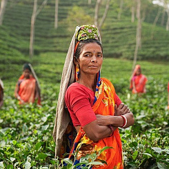 Анонс! Ситуация с урожаем чая в Индии
